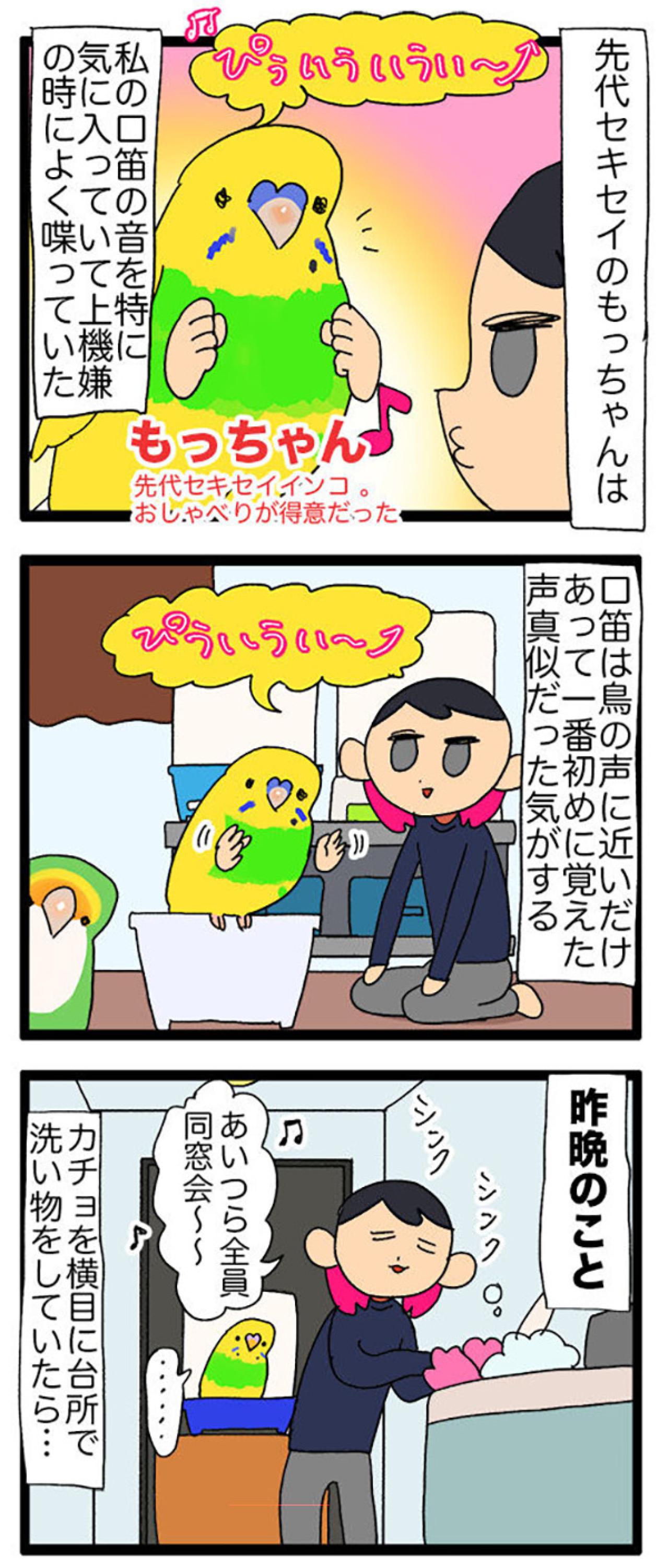 先代インコの思い出と重なる瞬間！インコのかわいすぎる甘え行動にほっこり【鳥マンガ＃115】（画像4）