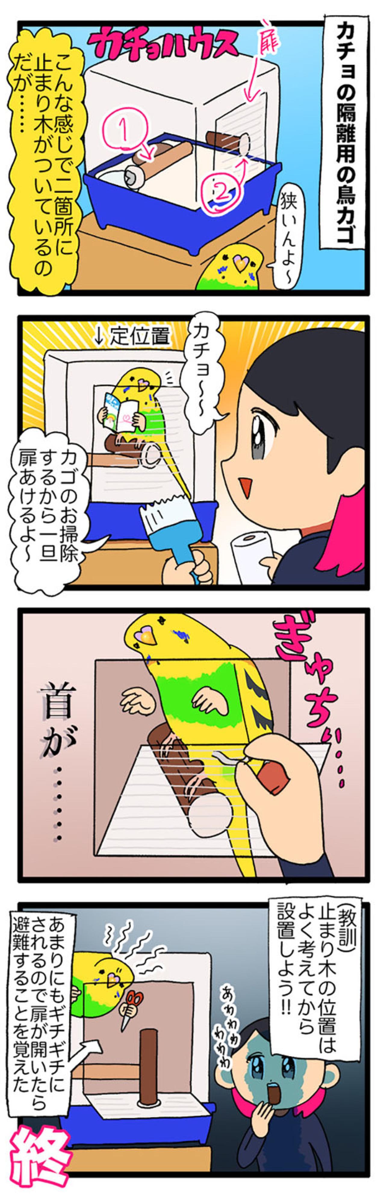 「止まり木の位置に注意！」から始まったセキセイインコのお引越しと水浴びデビュー【鳥マンガ＃118】（画像3）