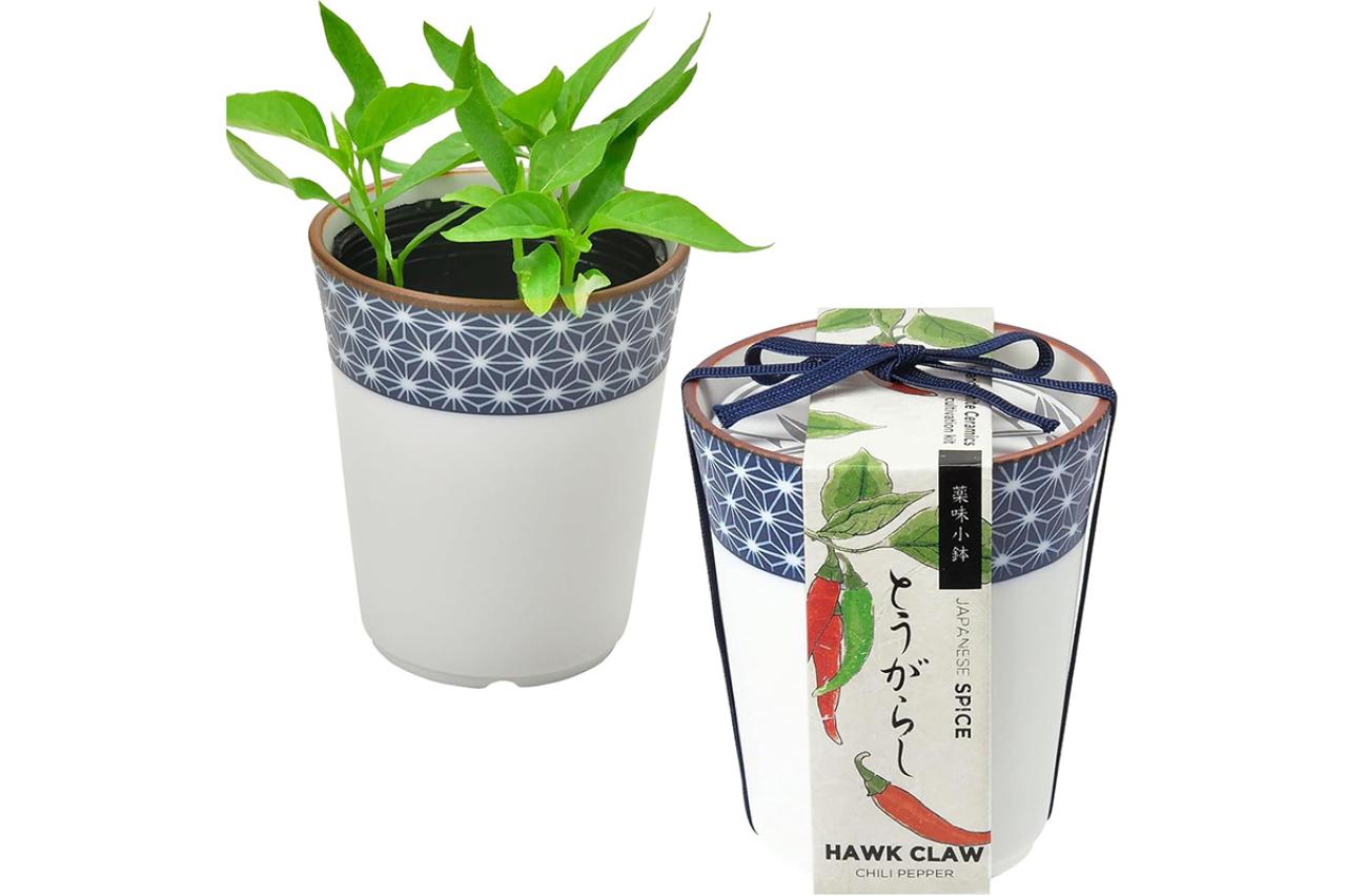 最大21％OFF】家庭菜園を始めるなら【栽培キット】簡単