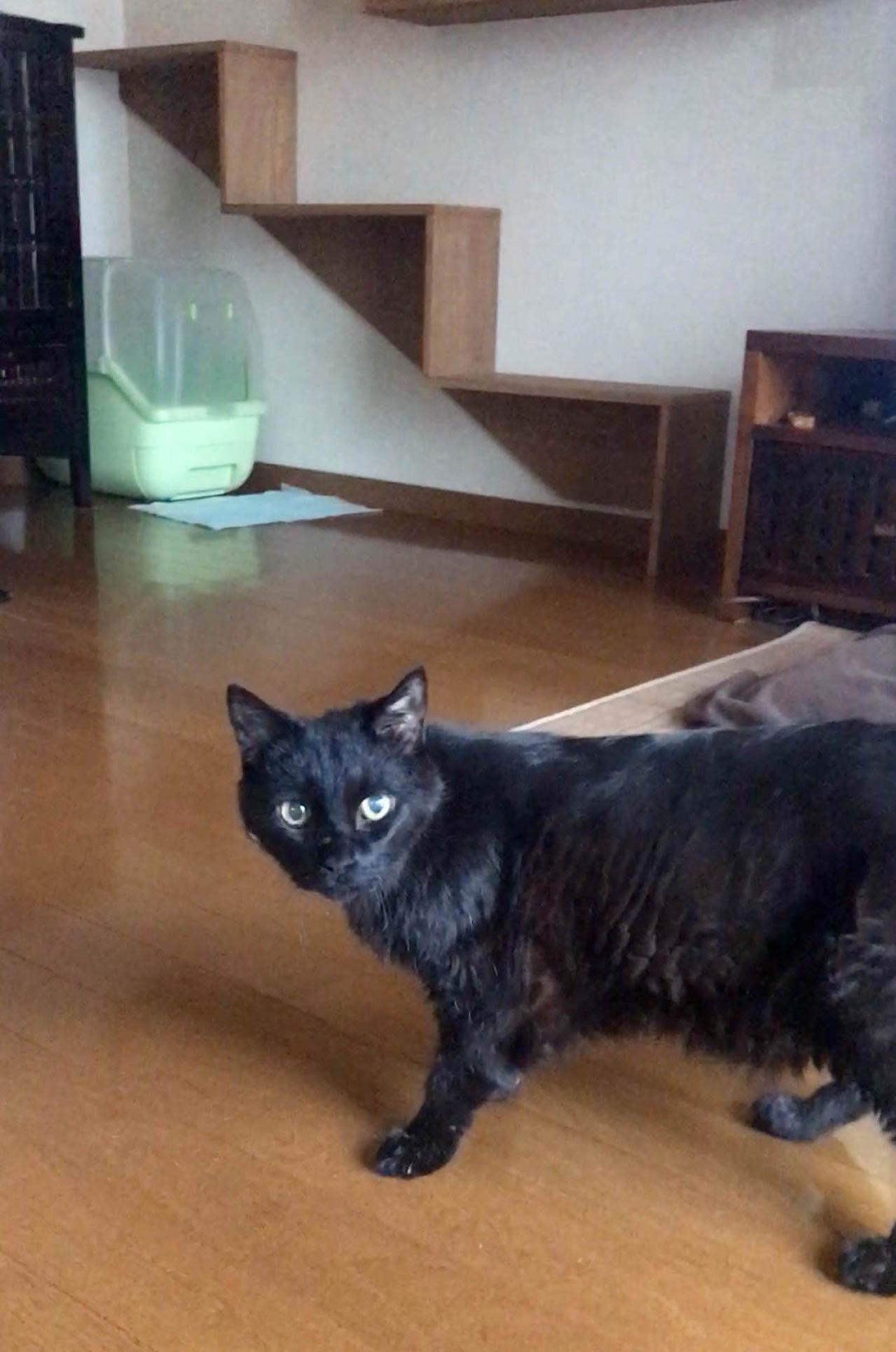 【マンガ・老猫日誌 ＃2】関節炎の新薬、はじめました！19歳の元保護猫・桃姐（画像4）