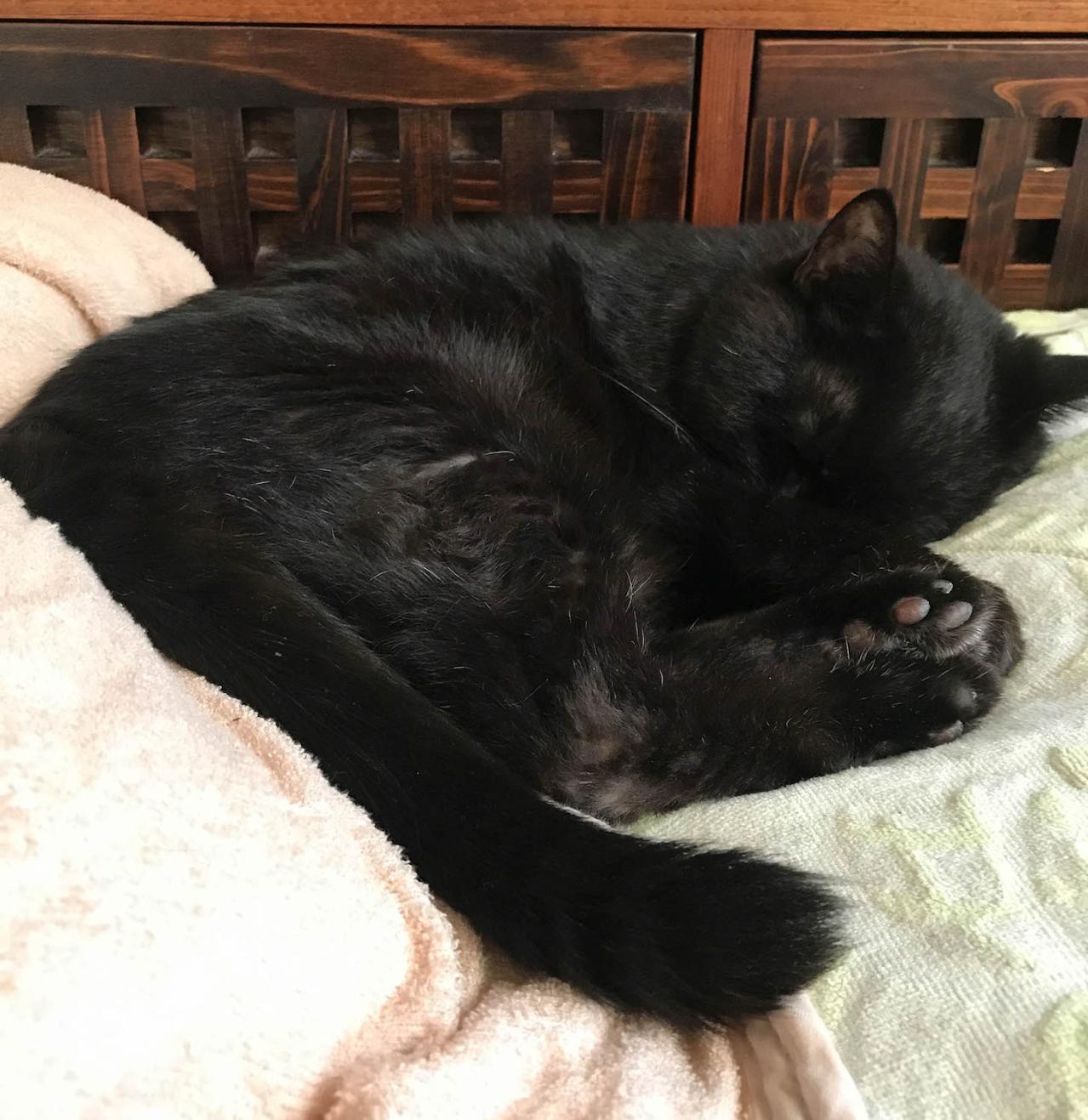 【マンガ・老猫日誌 ＃1】年々できることが減るものの、姿を見られるだけで幸せ♡19歳の元保護猫・桃姐（画像5）