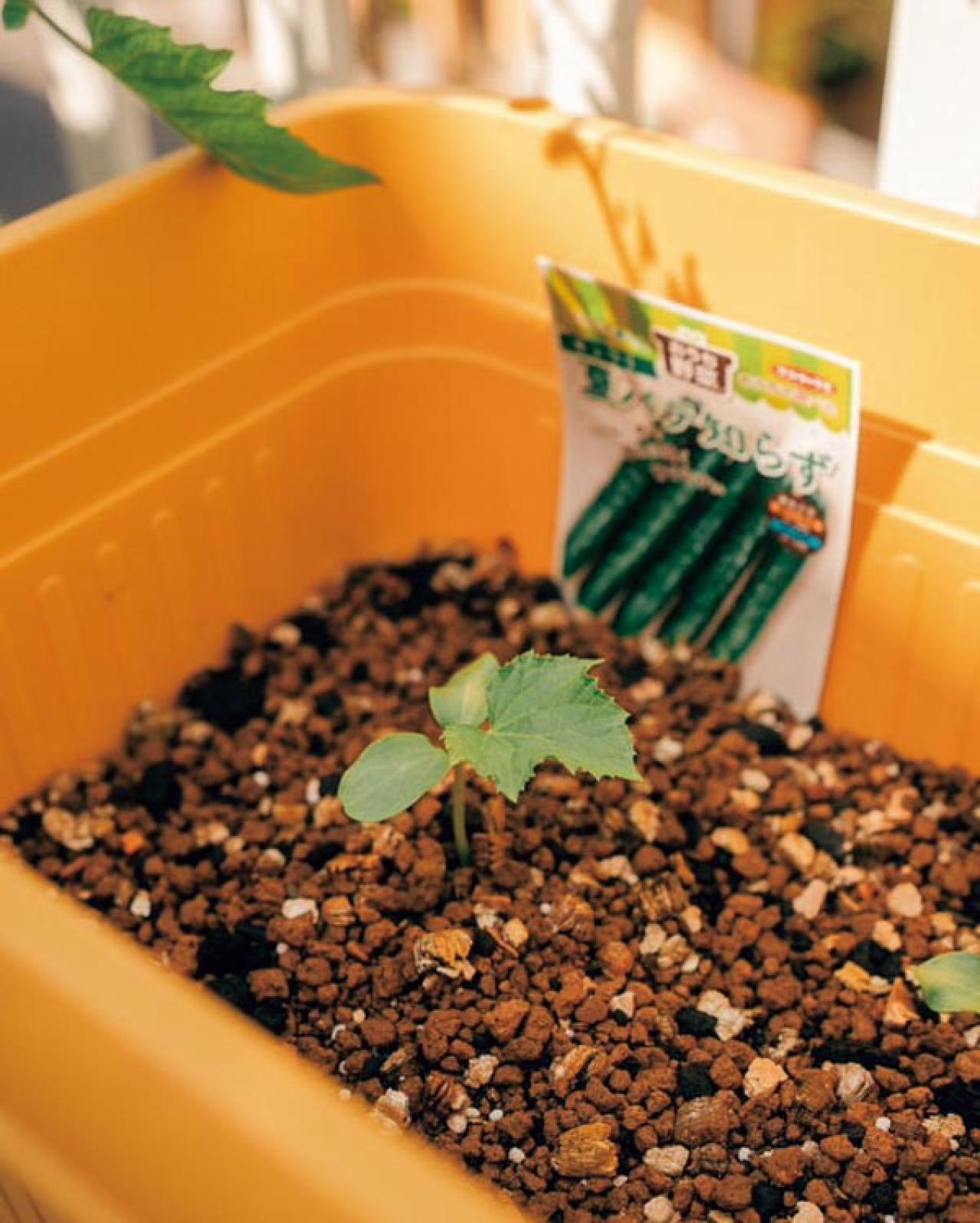 25㎡のベランダが菜園に！水耕栽培のバジルも驚くほど元気【ベランダガーデン歴5年の実例】（画像7）