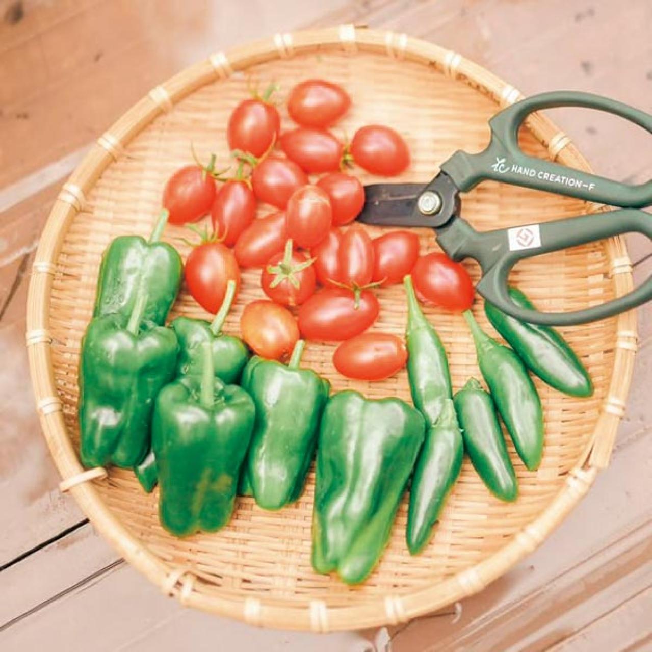 「夏野菜がどっさり獲れる！」「カメムシは薄めたコーヒーで撃退！」家族で楽しむベランダガーデン実例（画像7）