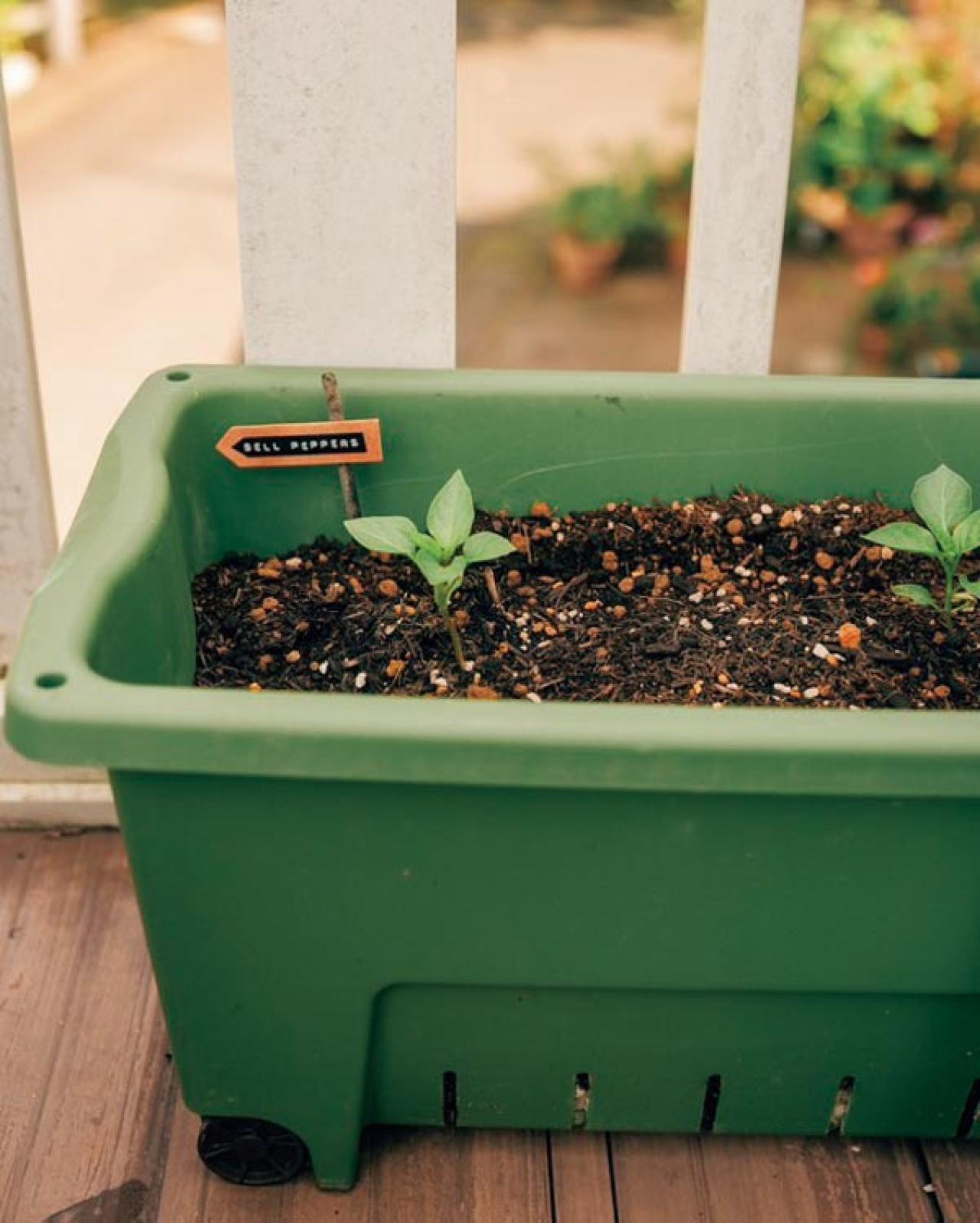 25㎡のベランダが菜園に！水耕栽培のバジルも驚くほど元気【ベランダガーデン歴5年の実例】（画像6）