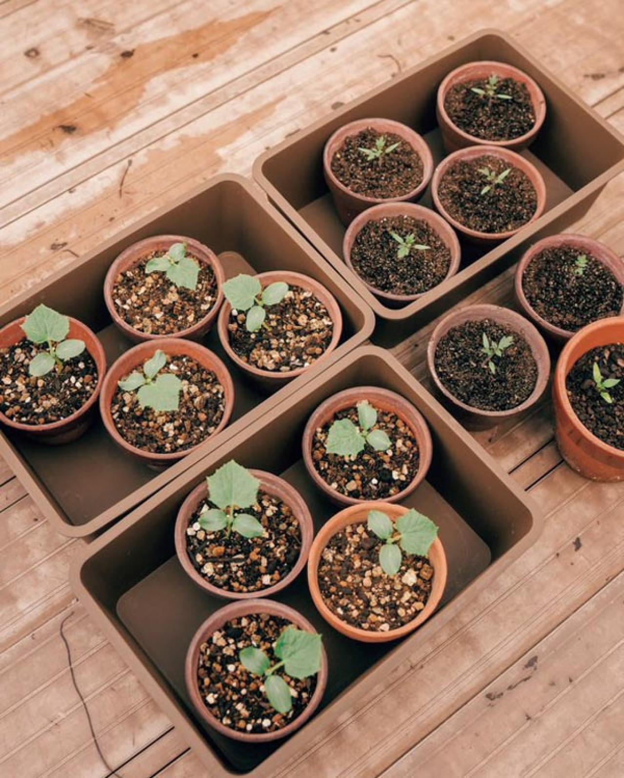 25㎡のベランダが菜園に！水耕栽培のバジルも驚くほど元気【ベランダガーデン歴5年の実例】（画像5）