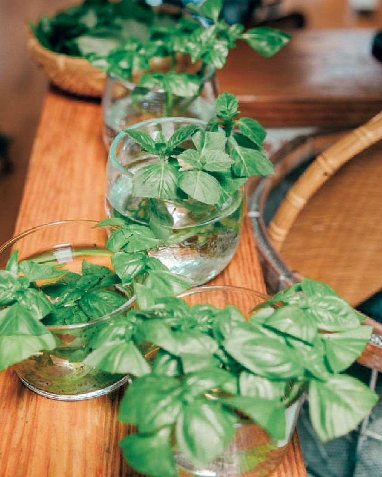 25㎡のベランダが菜園に！水耕栽培のバジルも驚くほど元気【ベランダガーデン歴5年の実例】（画像4）