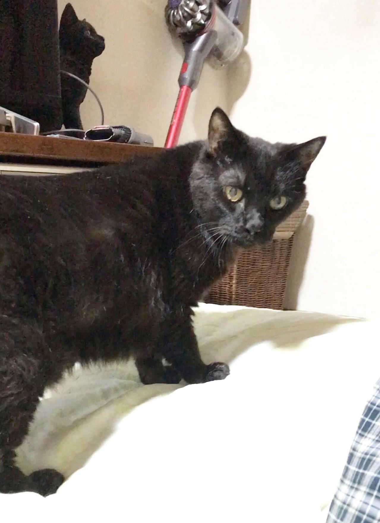 【マンガ・老猫日誌 ＃9】八つ当たりする老猫…19歳の元保護猫・桃姐（画像4）