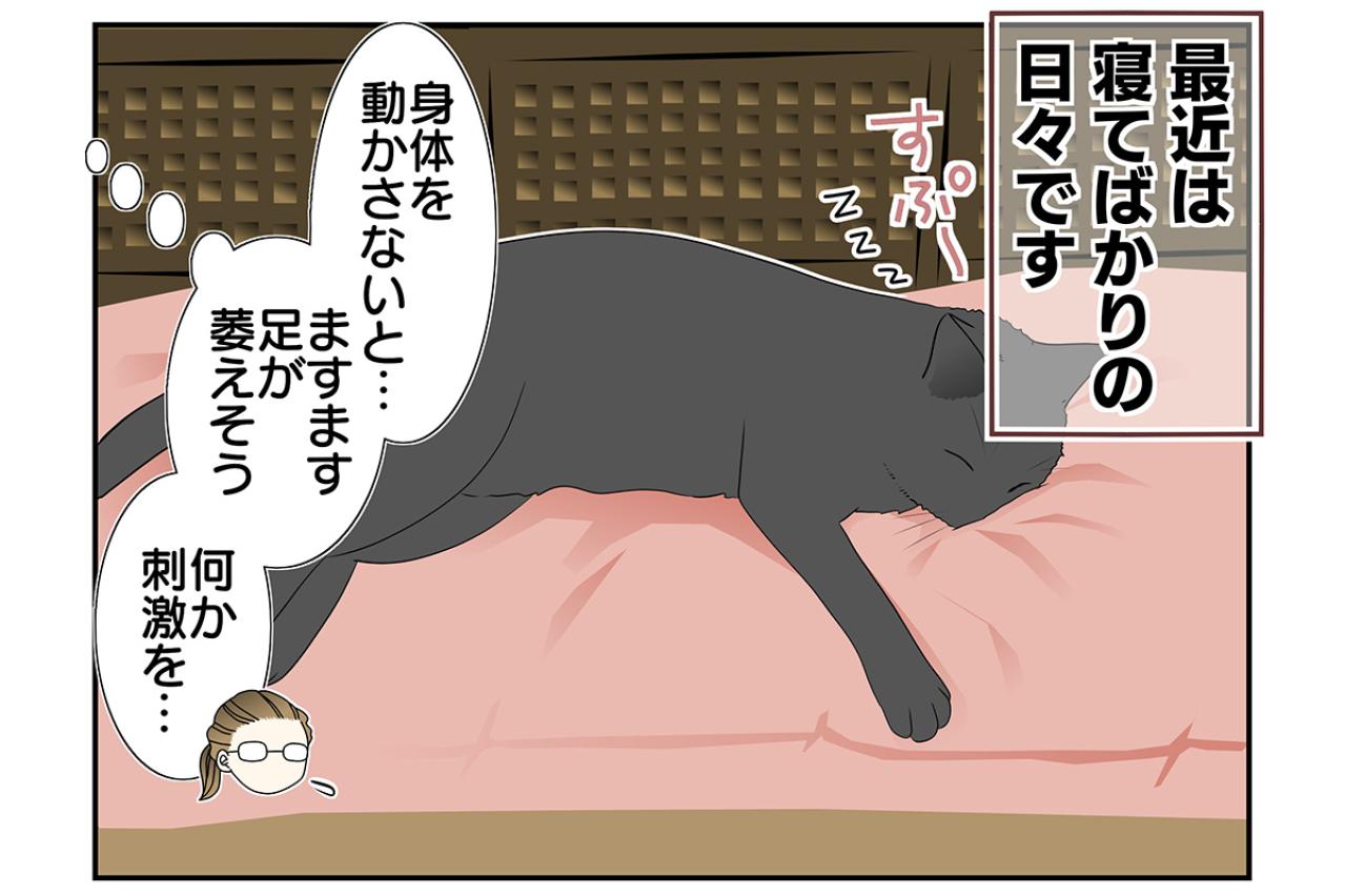 【マンガ・老猫日誌 ＃7】大トラにならなくても…19歳の元保護猫・桃姐