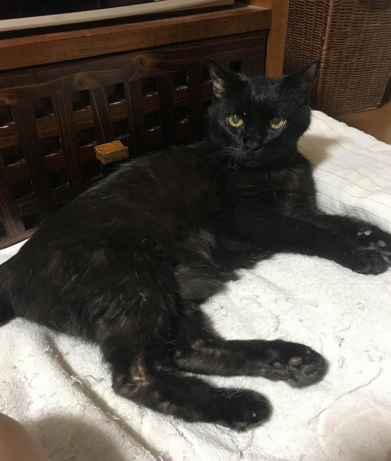 【マンガ・老猫日誌 ＃3】猫、圧をかける？ 19歳の元保護猫・桃姐（画像4）