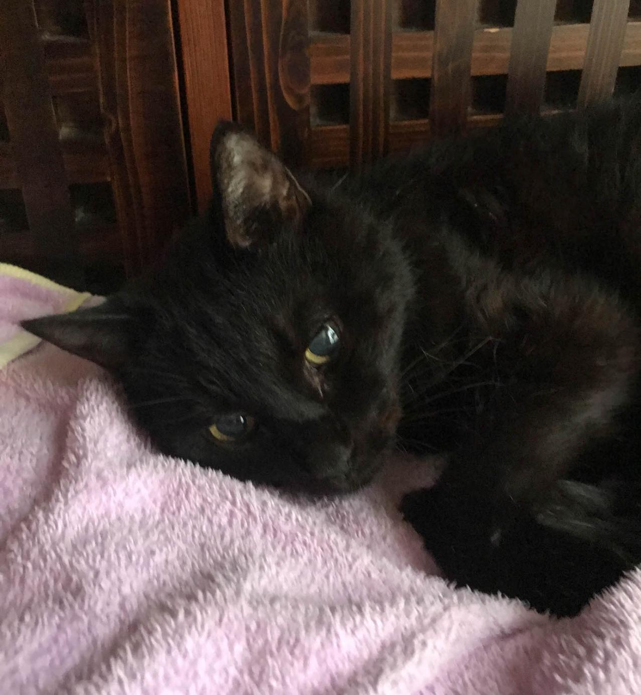 【マンガ・老猫日誌 ＃8】猫、理由に納得する…19歳の元保護猫・桃姐（画像4）