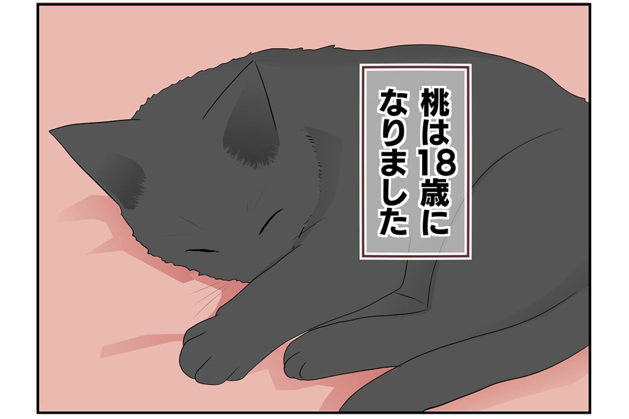 【マンガ・老猫日誌 ＃5】初めて猫を迎えた時は…19歳の元保護猫・桃姐