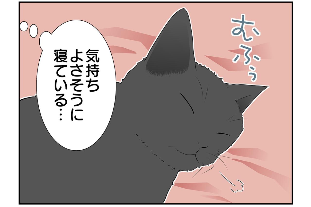 【マンガ・老猫日誌 ＃8】猫、理由に納得する…19歳の元保護猫・桃姐