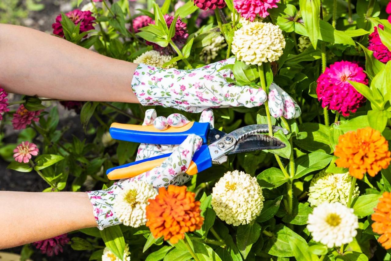 【ガーデニング】暑さに強く晩秋まできれいに咲く花［8選］夏の花壇をリフレッシュ！（画像3）