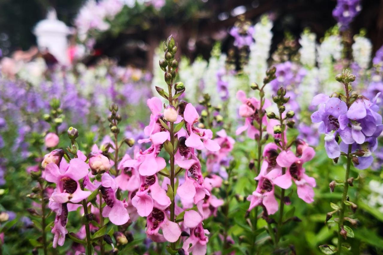 【ガーデニング】暑さに強く晩秋まできれいに咲く花［8選］夏の花壇をリフレッシュ！