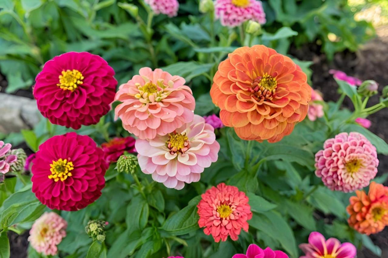 【ガーデニング】暑さに強く晩秋まできれいに咲く花［8選］夏の花壇をリフレッシュ！（画像6）