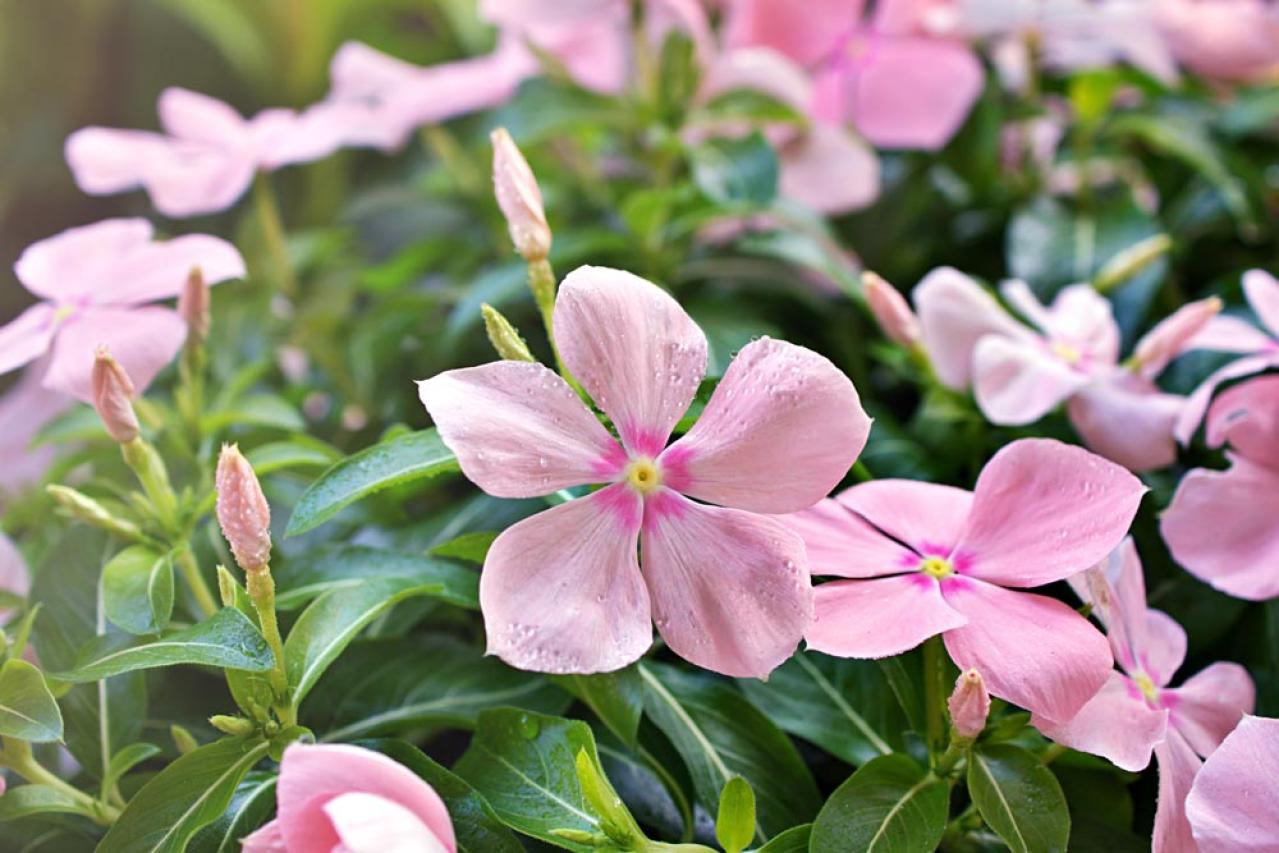 【ガーデニング】暑さに強く晩秋まできれいに咲く花［8選］夏の花壇をリフレッシュ！（画像17）