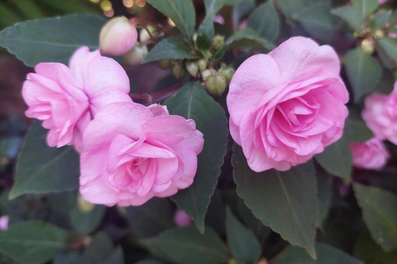 【ガーデニング】暑さに強く晩秋まできれいに咲く花［8選］夏の花壇をリフレッシュ！（画像11）