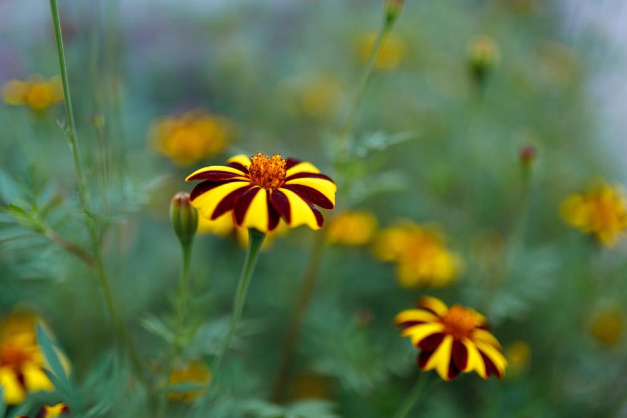 【ガーデニング】暑さに強く晩秋まできれいに咲く花［8選］夏の花壇をリフレッシュ！（画像13）