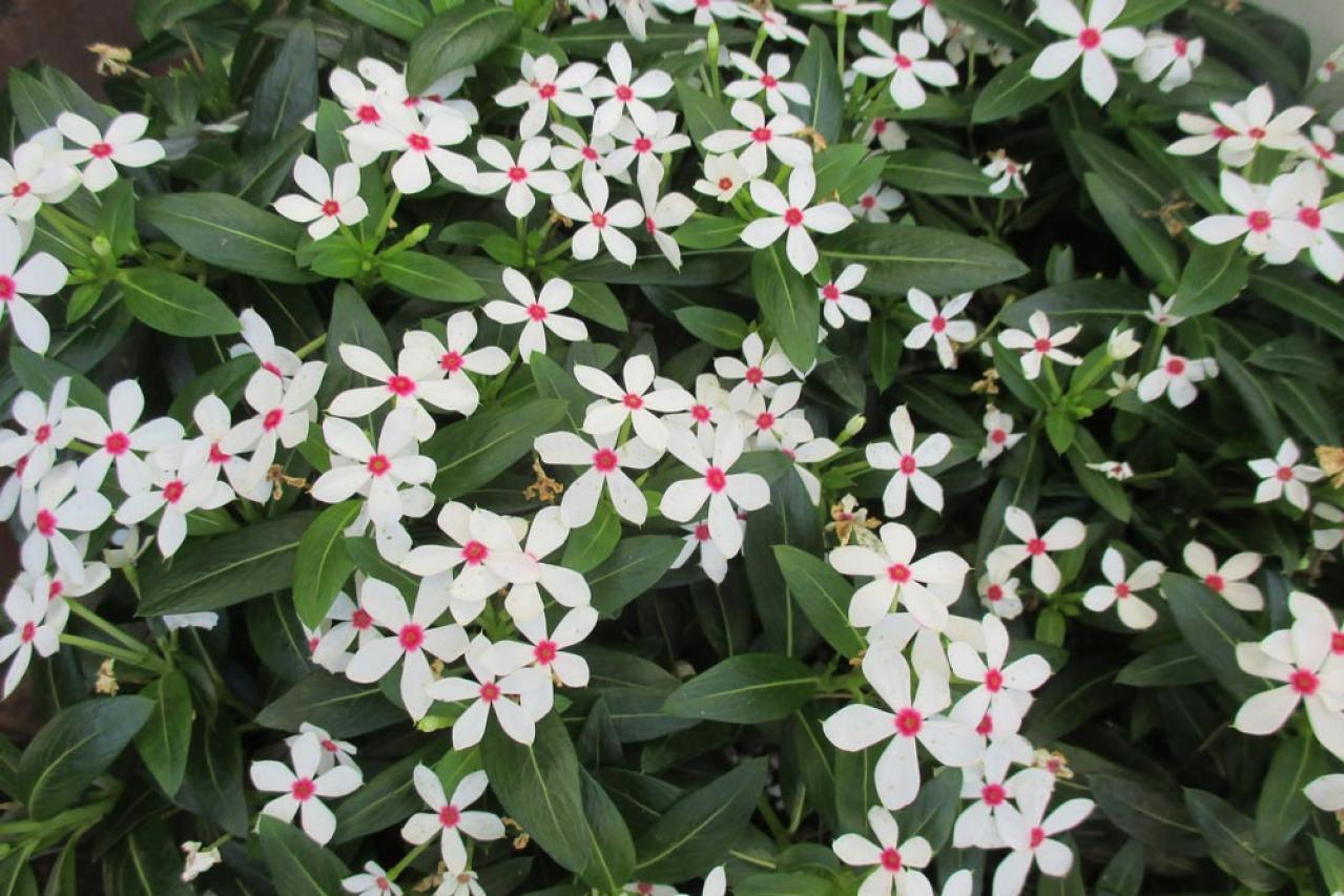 【ガーデニング】暑さに強く晩秋まできれいに咲く花［8選］夏の花壇をリフレッシュ！（画像18）