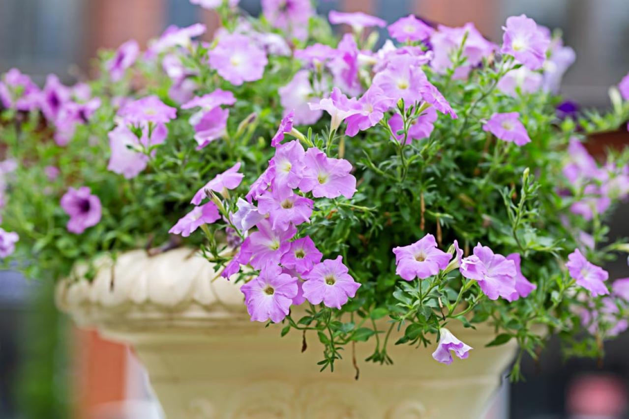 【ガーデニング】暑さに強く晩秋まできれいに咲く花［8選］夏の花壇をリフレッシュ！（画像19）