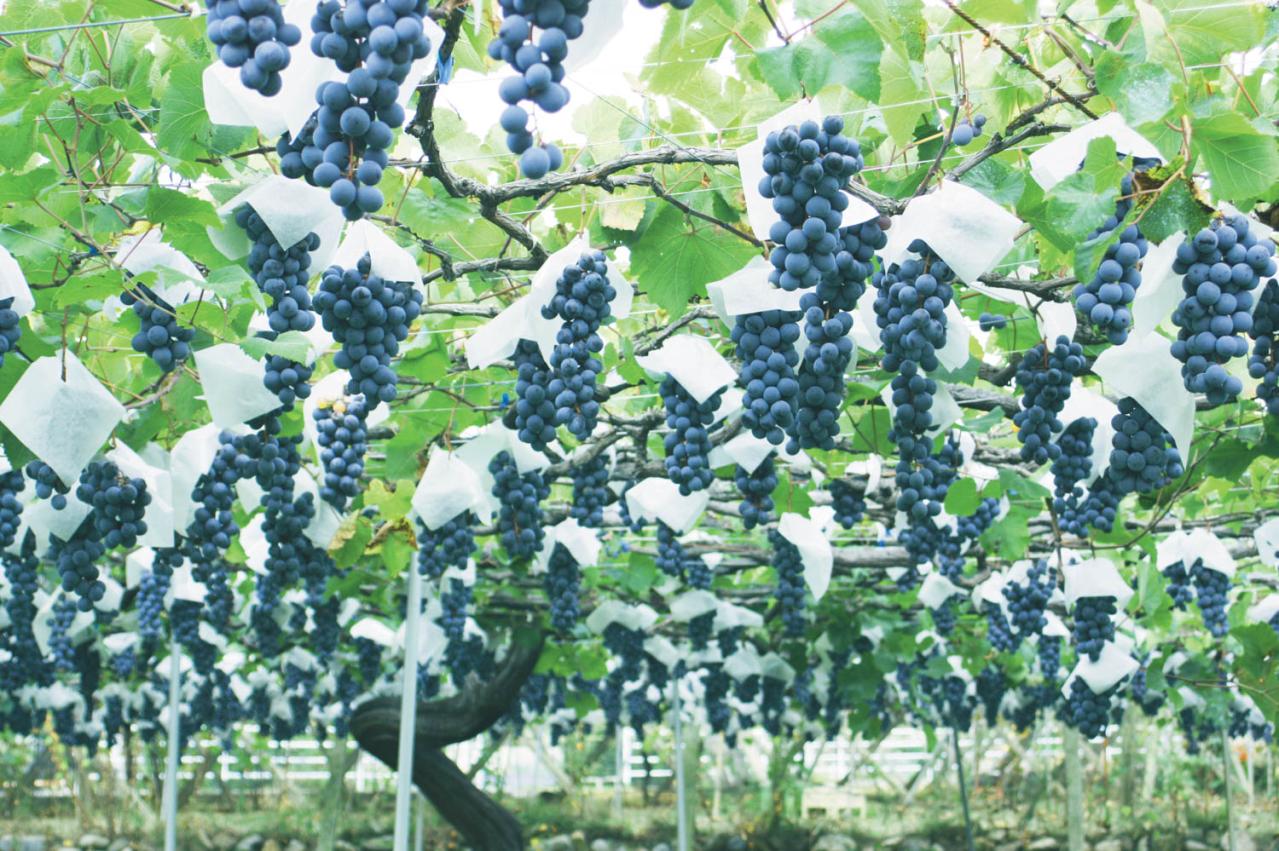 50代から楽しむぶどう狩りと乗馬体験！【山梨・静岡のおすすめスポット】美食と温泉も堪能（画像2）