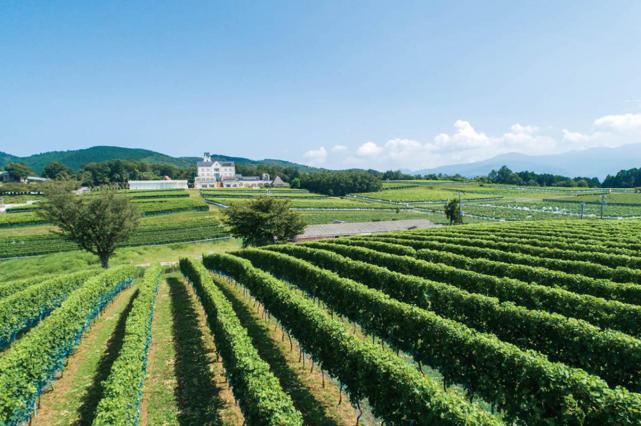50代から楽しむぶどう狩りと乗馬体験！【山梨・静岡のおすすめスポット】美食と温泉も堪能（画像7）