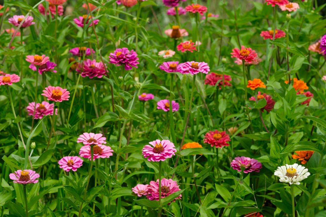 【ガーデニング】暑さに強く晩秋まできれいに咲く花［8選］夏の花壇をリフレッシュ！（画像5）