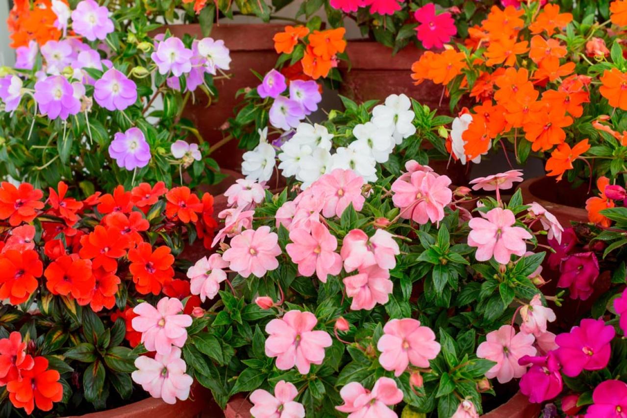 【ガーデニング】暑さに強く晩秋まできれいに咲く花［8選］夏の花壇をリフレッシュ！（画像10）