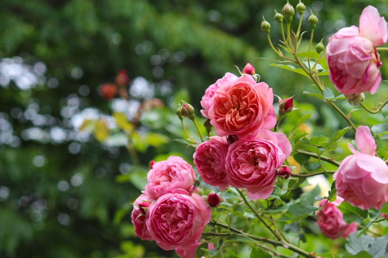 【ガーデニング】秋バラを最高に咲かせる秘訣！いつまでも暑い9月の夏剪定のコツとは？