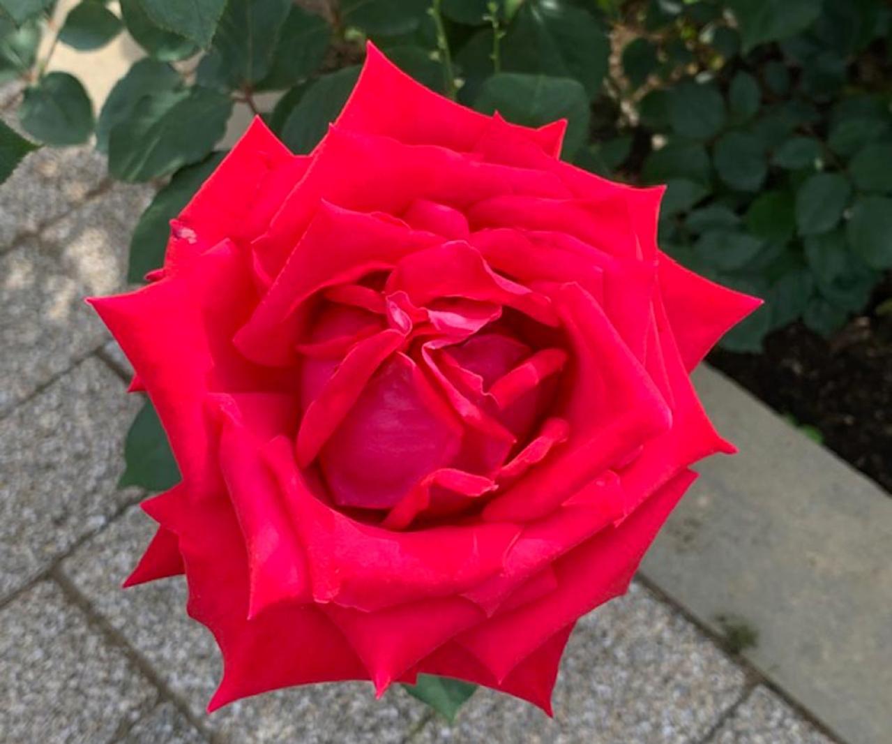 【ガーデニング】秋バラを最高に咲かせる秘訣！いつまでも暑い9月の夏剪定のコツとは？（画像2）