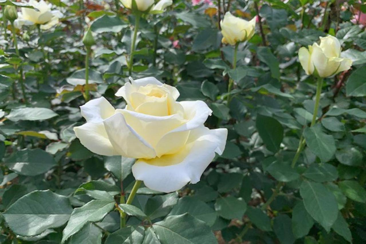 【ガーデニング】秋バラを最高に咲かせる秘訣！いつまでも暑い9月の夏剪定のコツとは？（画像3）