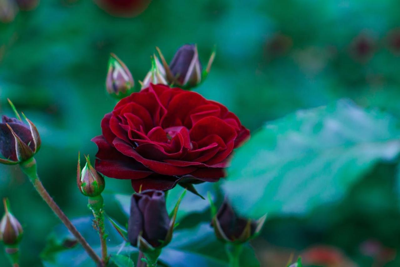 【ガーデニング】秋バラを最高に咲かせる秘訣！いつまでも暑い9月の夏剪定のコツとは？（画像6）