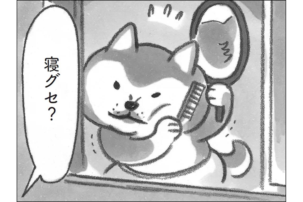 柴犬の寝グセはさておき、大将の過去に秘められた想いとは？【柴犬食堂 #29】