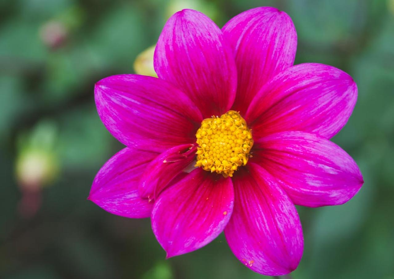 【ガーデニング】秋の主役はダリア！初心者でも楽しめる育て方と花形バリエーション（画像2）