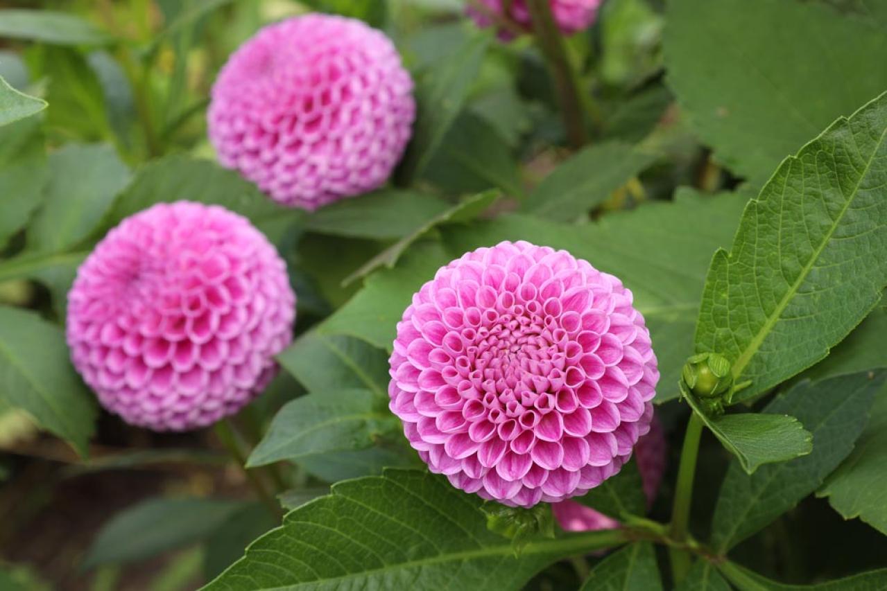 【ガーデニング】秋の主役はダリア！初心者でも楽しめる育て方と花形バリエーション（画像8）