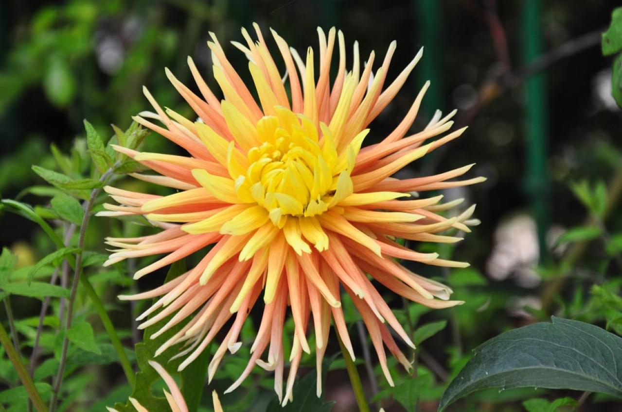 【ガーデニング】秋の主役はダリア！初心者でも楽しめる育て方と花形バリエーション（画像5）