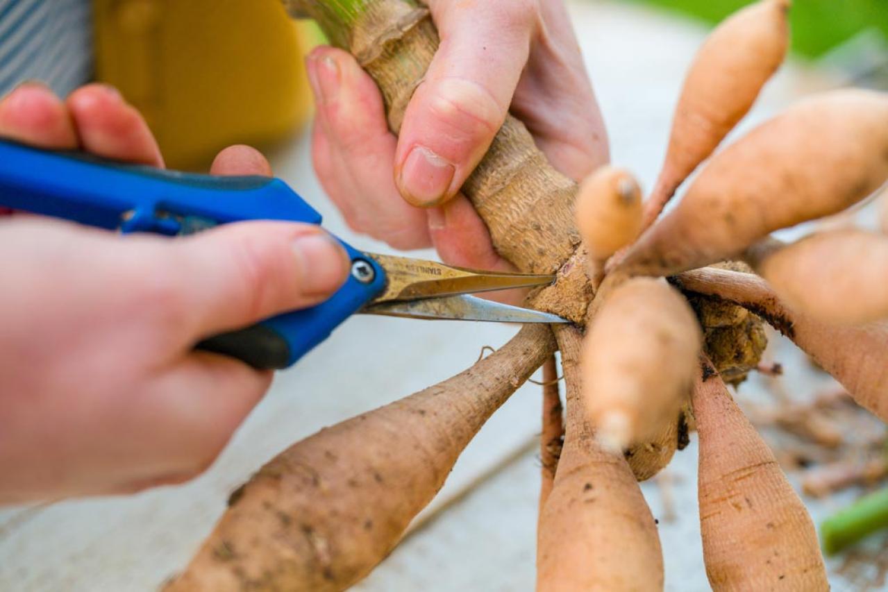 【ガーデニング】秋の主役はダリア！初心者でも楽しめる育て方と花形バリエーション（画像16）
