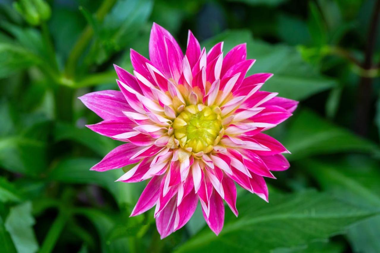 【ガーデニング】秋の主役はダリア！初心者でも楽しめる育て方と花形バリエーション（画像7）