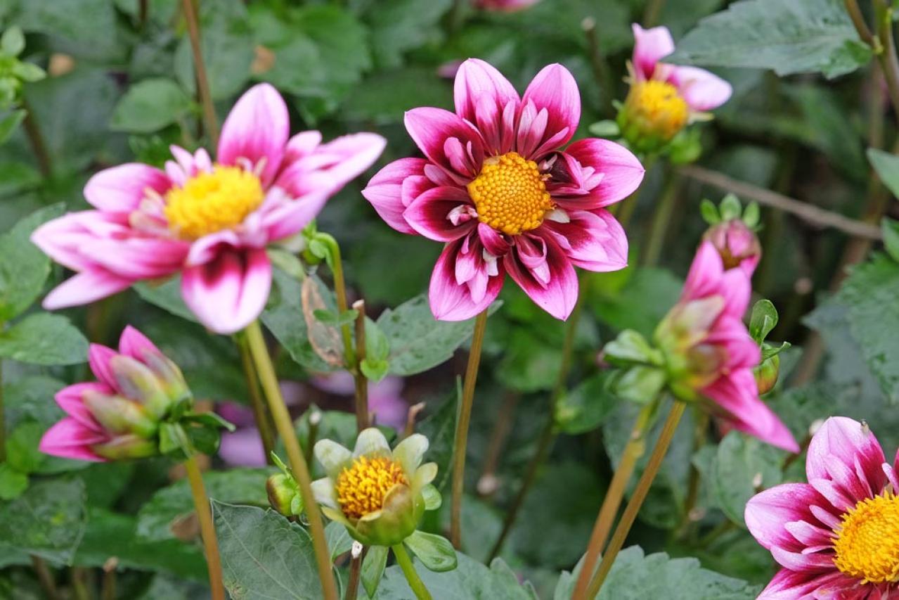 【ガーデニング】秋の主役はダリア！初心者でも楽しめる育て方と花形バリエーション（画像11）