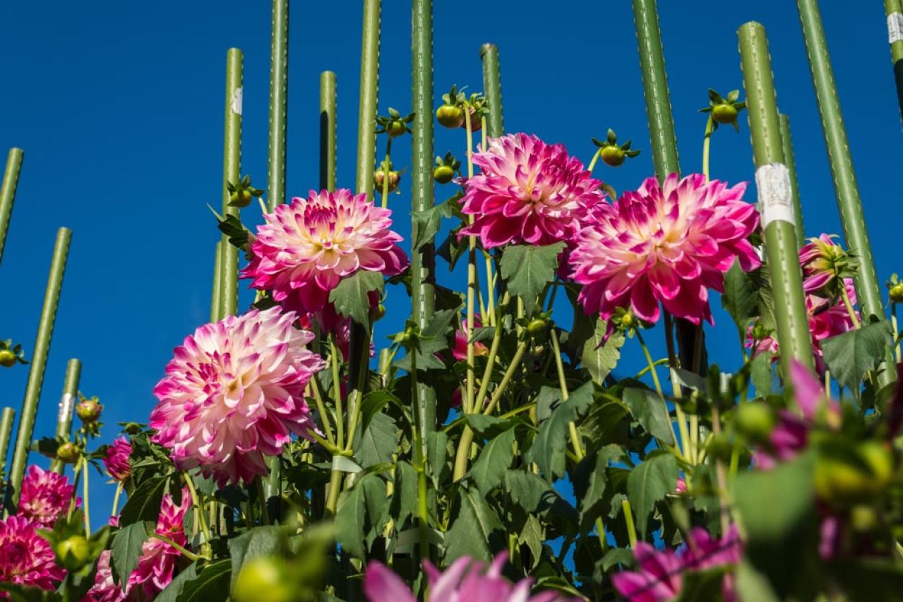 【ガーデニング】秋の主役はダリア！初心者でも楽しめる育て方と花形バリエーション（画像19）