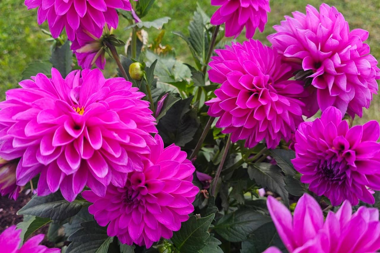 【ガーデニング】秋の主役はダリア！初心者でも楽しめる育て方と花形バリエーション（画像12）