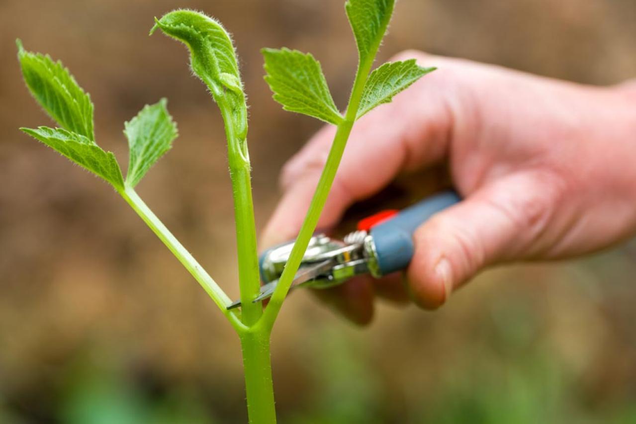 【ガーデニング】秋の主役はダリア！初心者でも楽しめる育て方と花形バリエーション（画像18）