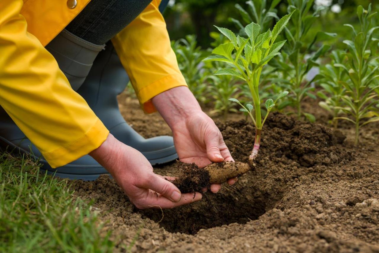【ガーデニング】秋の主役はダリア！初心者でも楽しめる育て方と花形バリエーション（画像17）