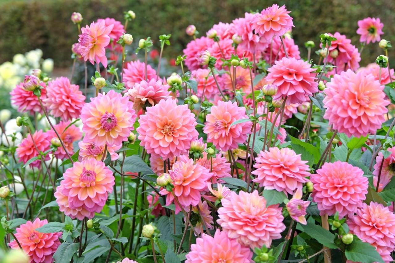 【ガーデニング】秋の主役はダリア！初心者でも楽しめる育て方と花形バリエーション（画像20）