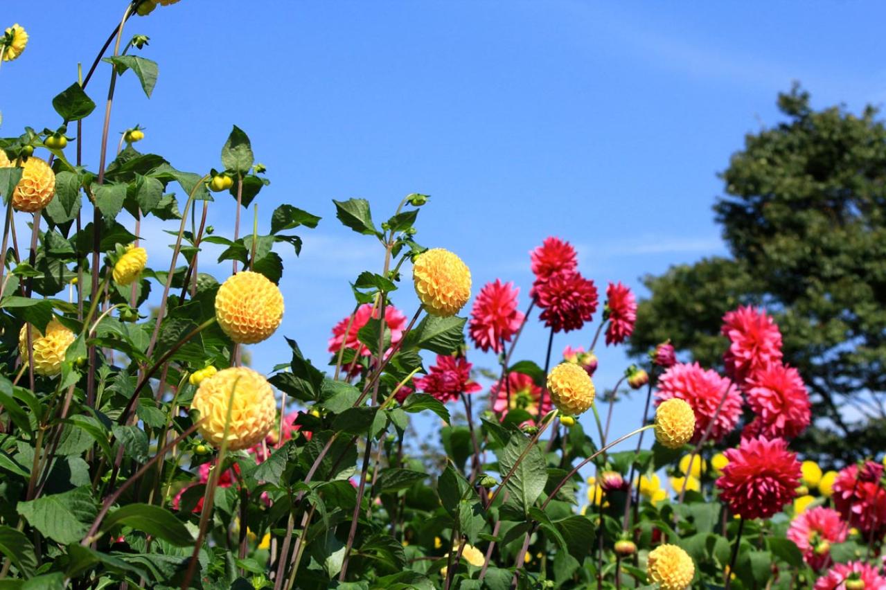 【ガーデニング】秋の主役はダリア！初心者でも楽しめる育て方と花形バリエーション