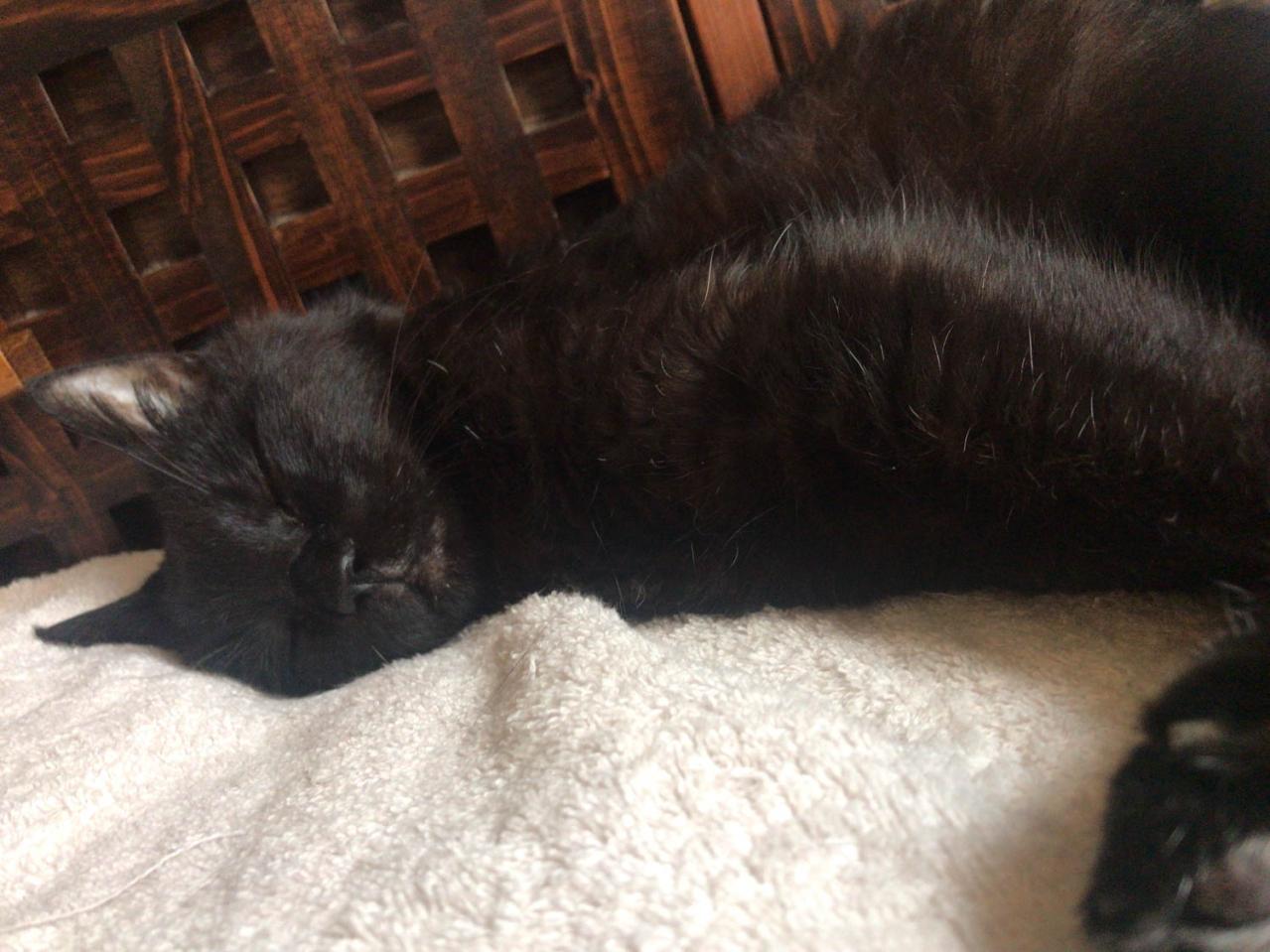 【マンガ・老猫日誌 ＃11】老猫、18歳になる。元保護猫・桃姐（画像5）