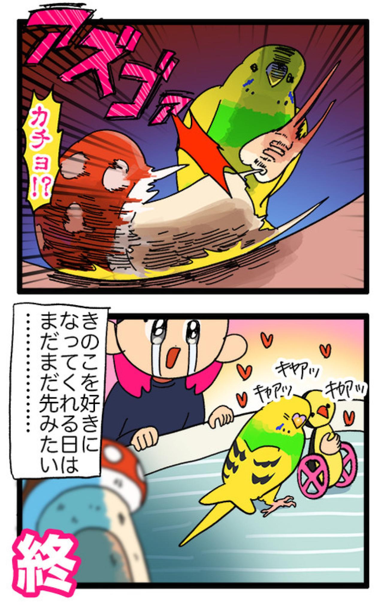 セキセイインコ　カチョ再検査と性別判明エピソード【鳥マンガ＃121】（画像5）