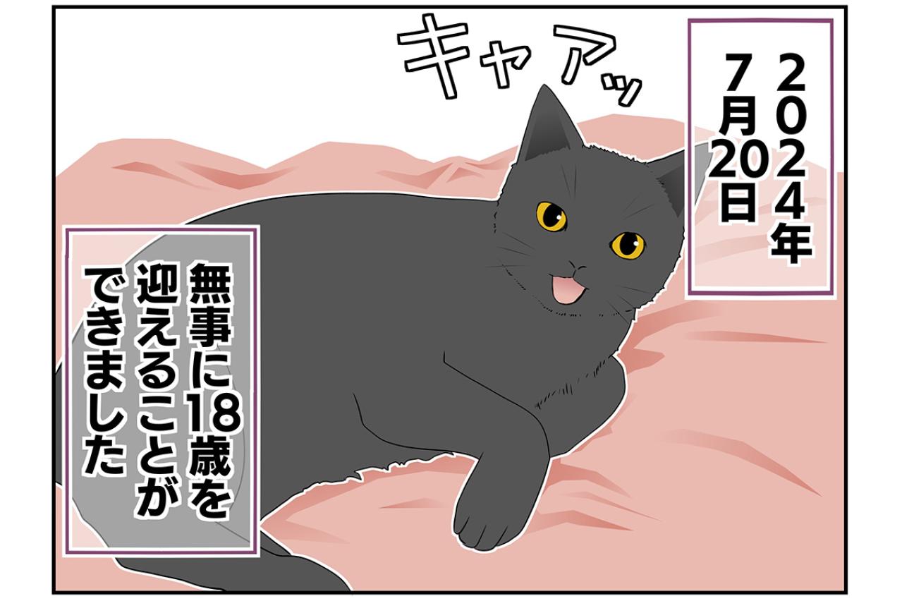 【マンガ・老猫日誌 ＃11】老猫、18歳になる。元保護猫・桃姐