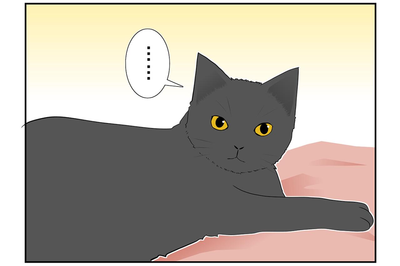 【マンガ・老猫日誌 ＃13】老猫のトイレ事情…19歳の元保護猫・桃姐