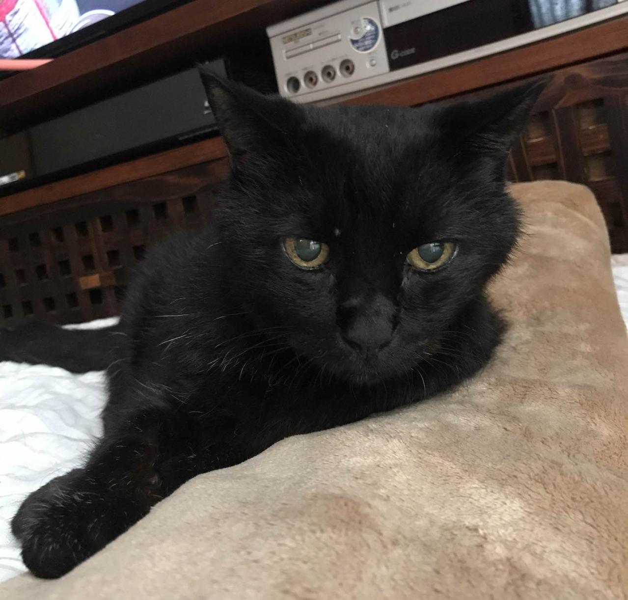 【マンガ・老猫日誌 ＃16】ウロウロ動き回る老猫…19歳の元保護猫・桃姐（画像4）